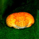 Кирилл Прищепа