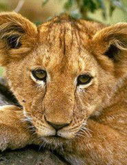 Леди Бонжур