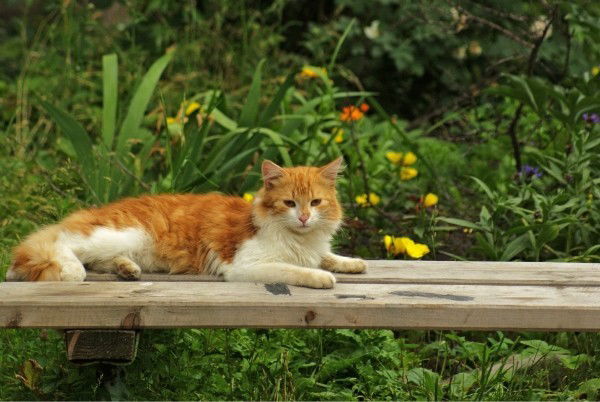 Степан Телиш