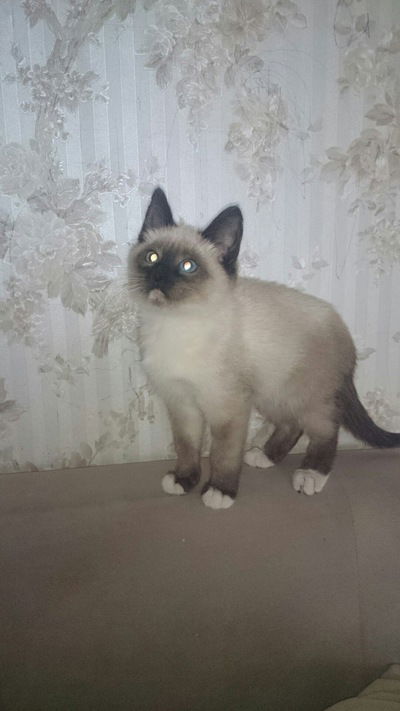 Дариночка Пешкова