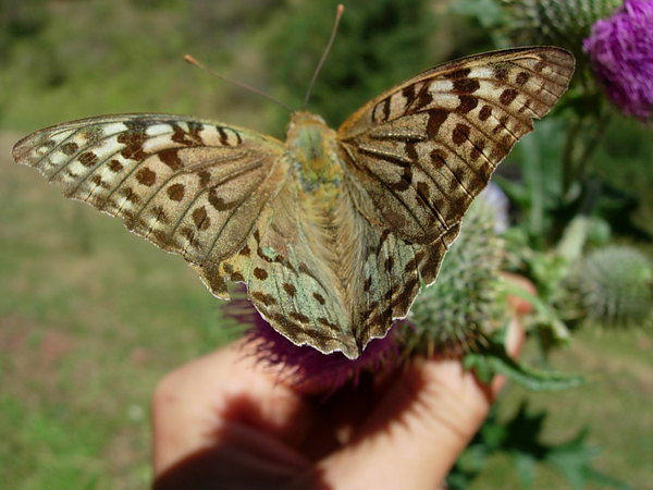 Алёна Говорухина