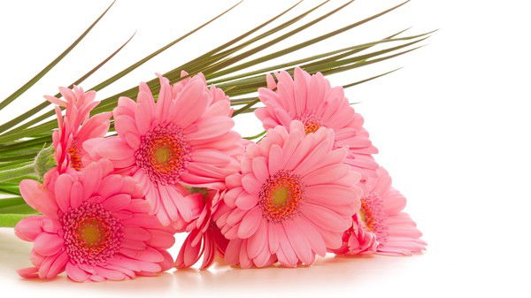 Татьяна Шевырева