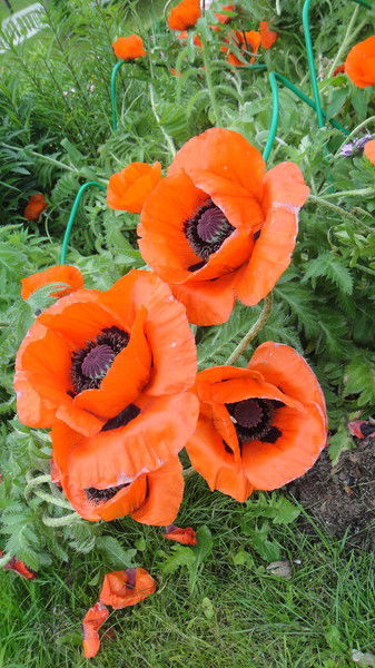 Наталья Шкробова