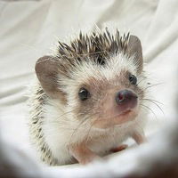 Виктория Сосновая