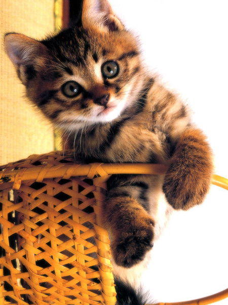 Бекжамал Райымбердиева