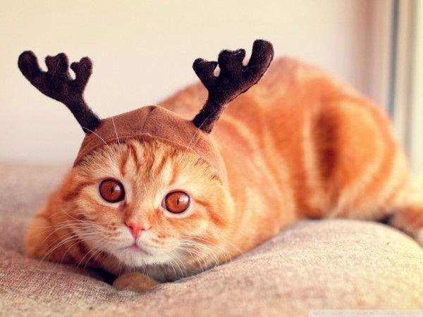 Елена Мишина