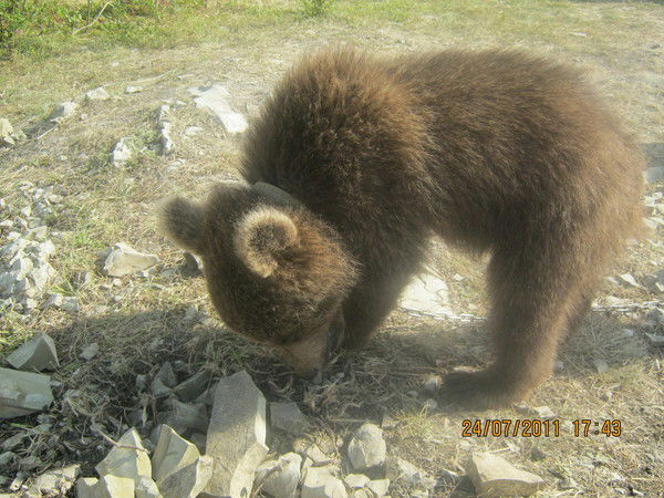 Галина Григорьева