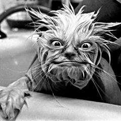 Дмитрий Подосиновик