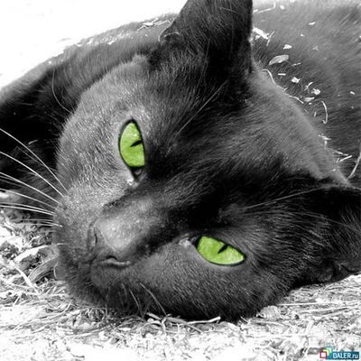 Алекс Алекс