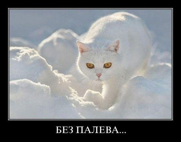 все мужчины ищут красивую умную верную а вы то ей зачем. Смотреть фото все мужчины ищут красивую умную верную а вы то ей зачем. Смотреть картинку все мужчины ищут красивую умную верную а вы то ей зачем. Картинка про все мужчины ищут красивую умную верную а вы то ей зачем. Фото все мужчины ищут красивую умную верную а вы то ей зачем