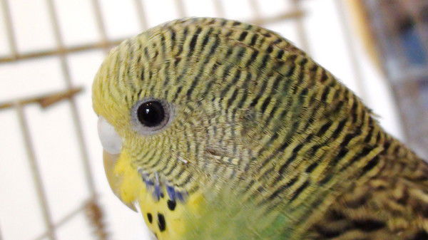 Люба Щапова