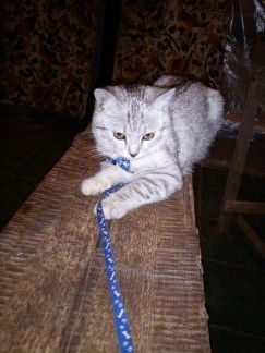 Тамара Колчанова