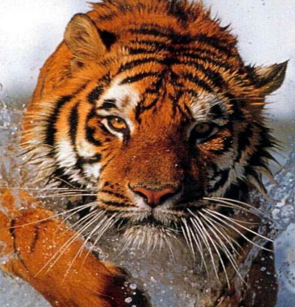 Иван Иванов