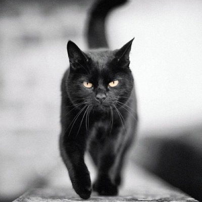 Алеся Лошенкова