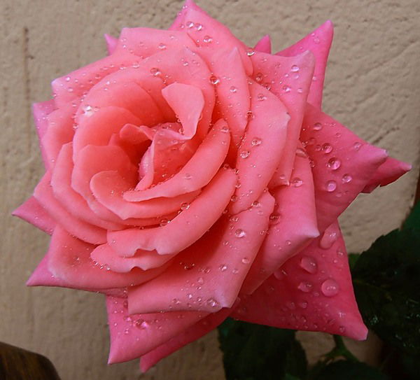 Таня Маршалкина