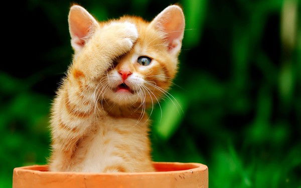 Андрей Андреич