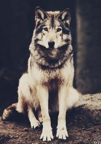 Девушка Из-Джерси