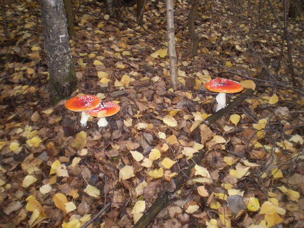 Людмила Девятых