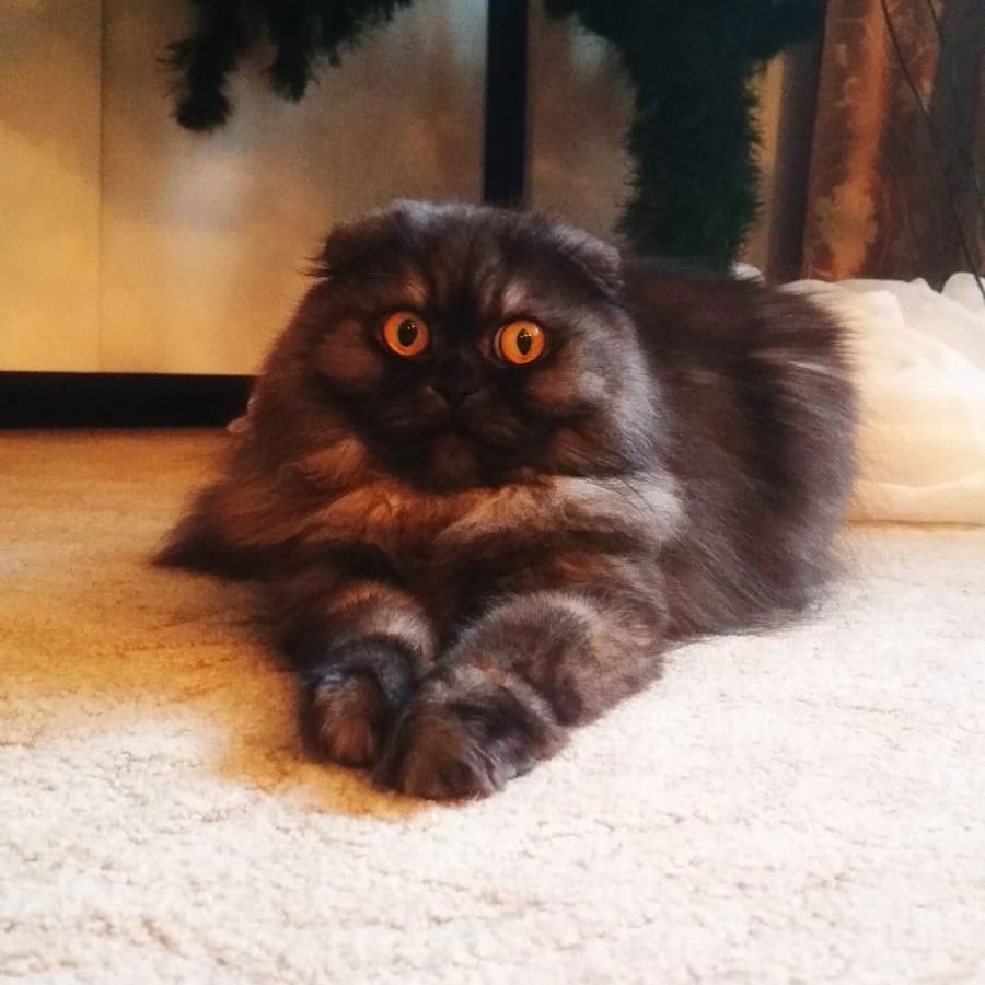 Юрий Сутормин