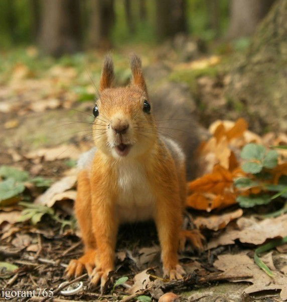 Катюша Куропятник