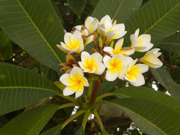 Оксана Левина