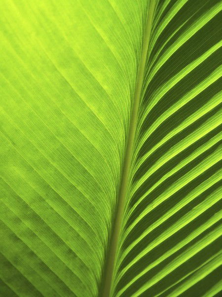 Униконс Алтын