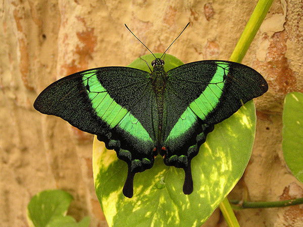 Александр Франгов