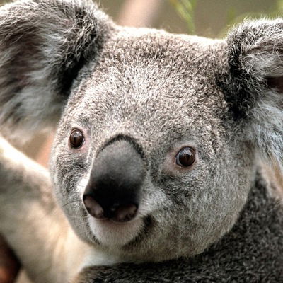 Настя Швидченко