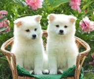 Татьяна Артамонова