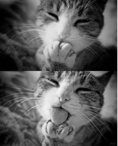 Белка Белочка