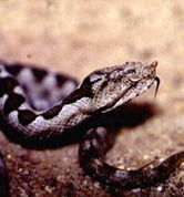 Тоня Шихова