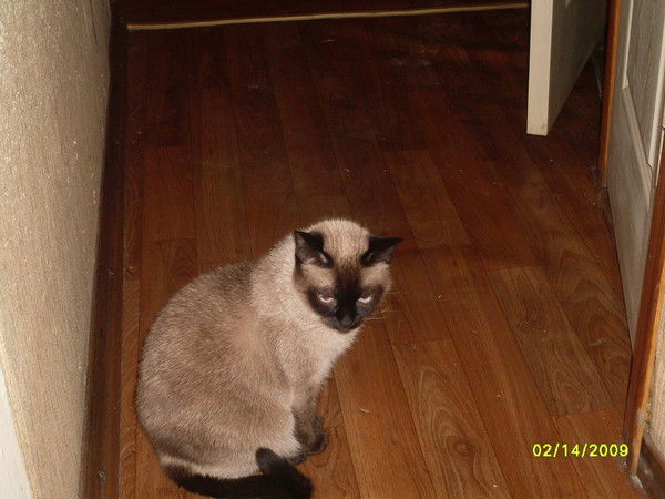 Елена Блинкова