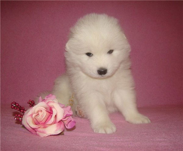 Ольга Петрова