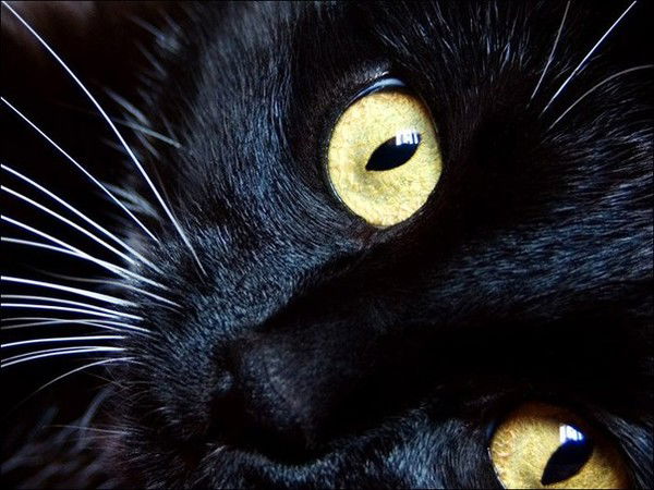 Людмила Шатохина