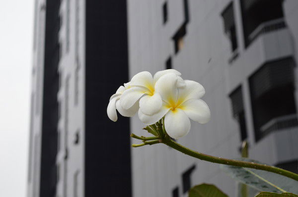 Наталья Делева