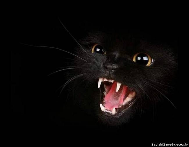 Лисёна Цвир