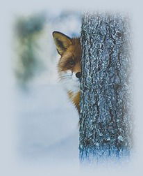 Северный Лис