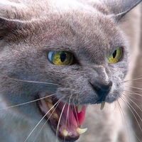 Янкa Коржeнко