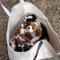 Ирина Гумерова