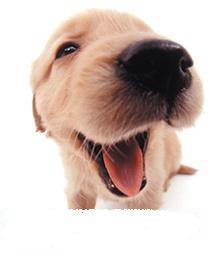 Алексей Чаплыгин