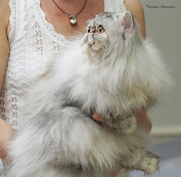 Светлана Прокопенко