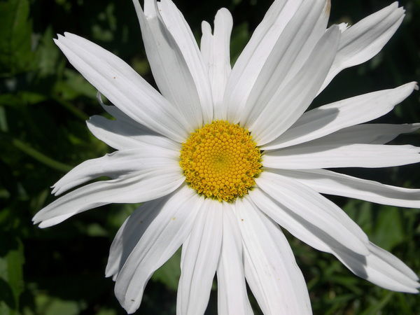 Ирина Товстыга