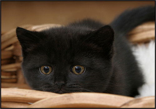 Лена Соколова