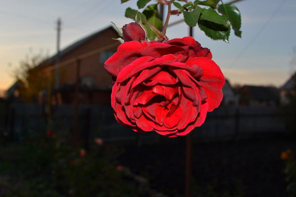 Елена Желтоухова