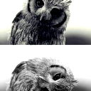 Виталий Корх
