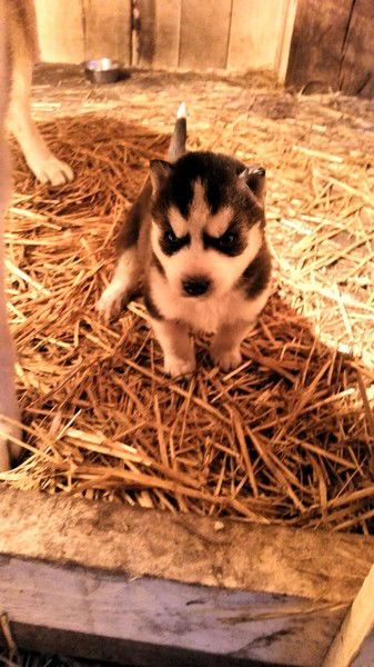 Катерина Авдиенко