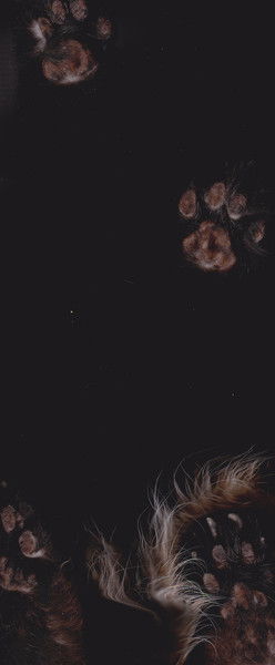 Екатерина Петрова