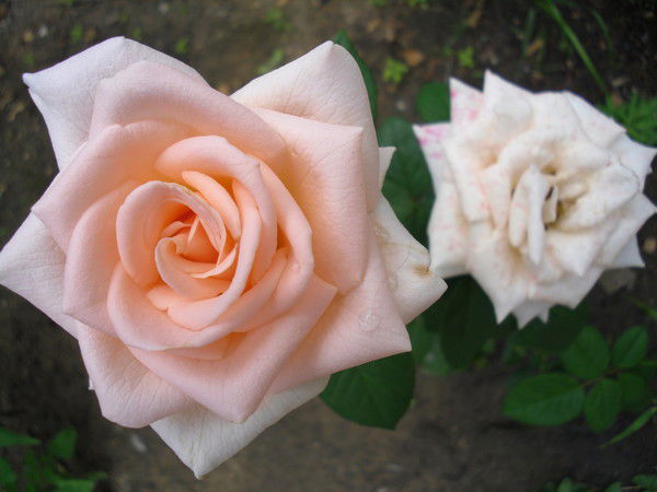 Валентина Неретина