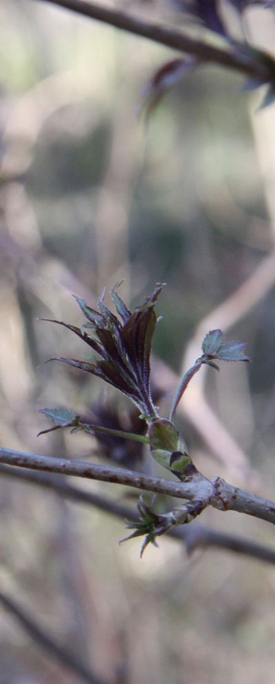 Алекс Классен