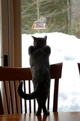 Анастасия Anastasya_Shams